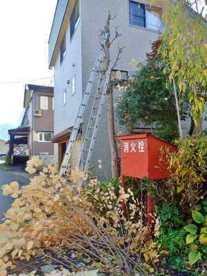 兼業農家の冬準備は庭木の剪定から・・・②_c0336902_20020390.jpg