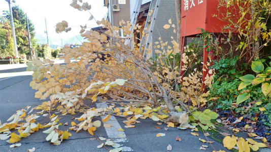 兼業農家の冬準備は庭木の剪定から・・・②_c0336902_20020616.jpg
