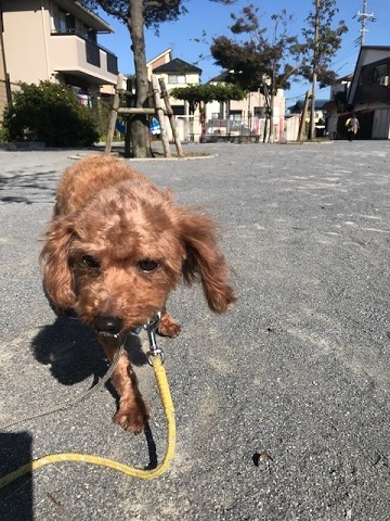 麦ちゃんの家族探し始めます_f0242002_15492025.jpg