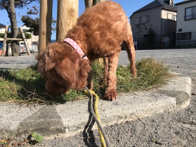 麦ちゃんの家族探し始めます_f0242002_15501366.jpg