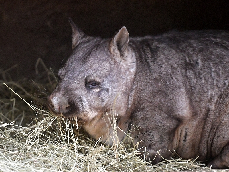 メルボルン動物園のケバナウォンバット Bonsoir メルボルン動物園のケバナウォンバット Bonsoir