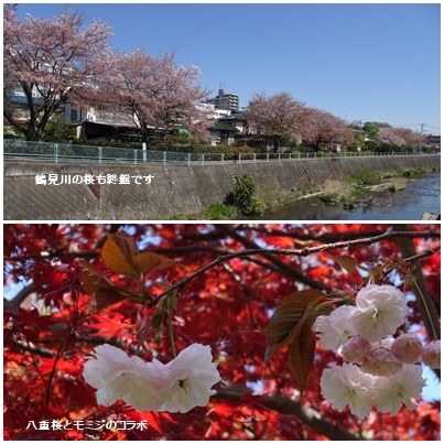 町田市 三輪の古寺と里山をウォーキング_c0051105_11211070.jpg