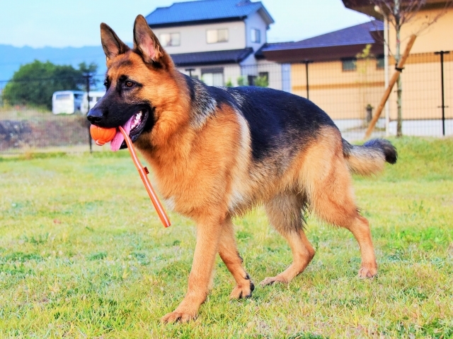 絶対に懲りない飼い主_d0360206_00520391.jpg