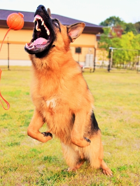 絶対に懲りない飼い主_d0360206_00521094.jpg