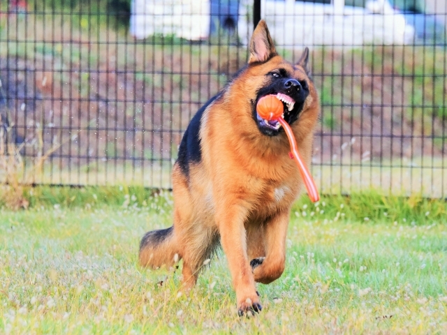 絶対に懲りない飼い主_d0360206_00521439.jpg