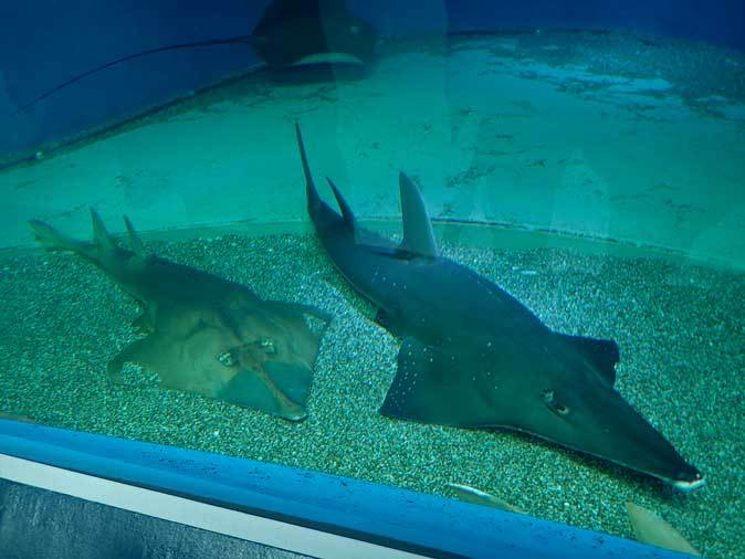 アクアパーク品川「ワンダーチューブ」～世界唯一のノコギリエイ 