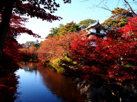 弘前城菊と紅葉まつり*2019.11.10_b0147224_2311525.jpg