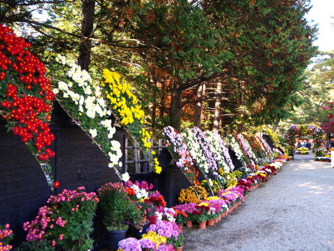 弘前城菊と紅葉まつり*2019.11.10_b0147224_2315426.jpg