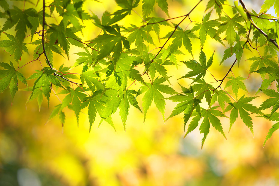 紅葉始まる_c0067040_22412890.jpg