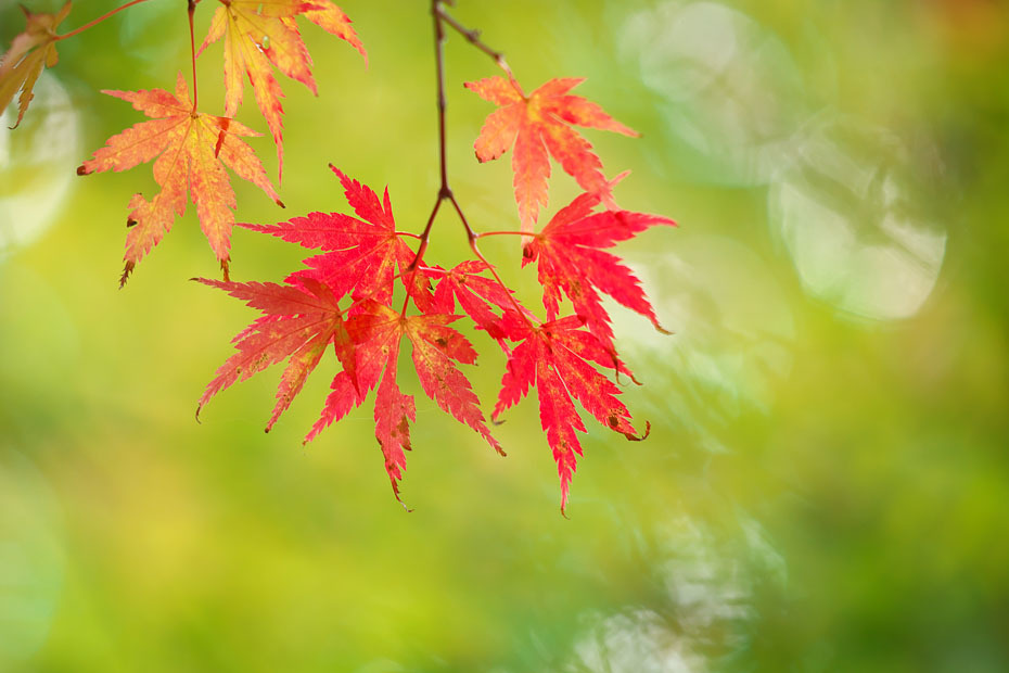 紅葉始まる_c0067040_22414077.jpg