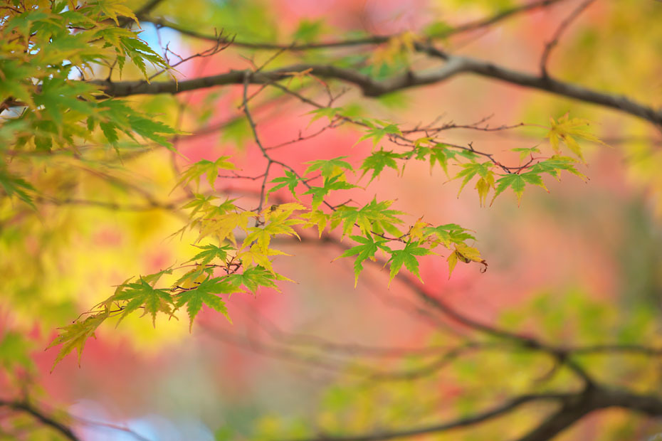 紅葉始まる_c0067040_22415278.jpg