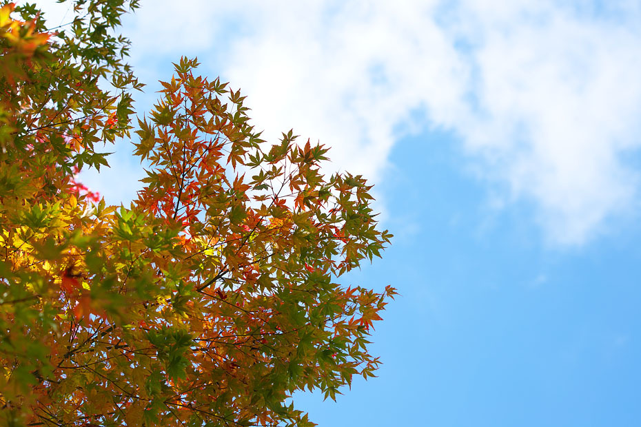 紅葉始まる_c0067040_22420094.jpg