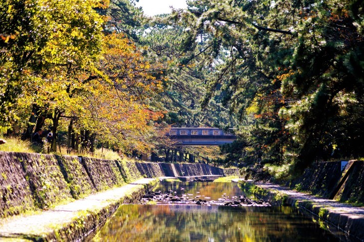 夙川公園の桜紅葉_b0063958_21461842.jpg