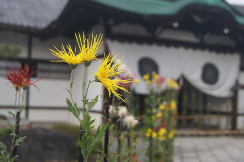 大覚寺の嵯峨菊 風の通る庭