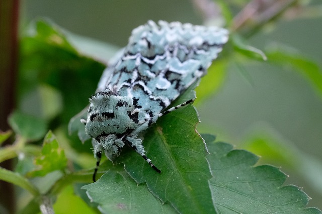 蛾とは思えぬ蛾 3種 19 11 11 ゴマケンモン キノカワガ ヒルガオトリバ 舞岡公園の自然2 蛾とは思えぬ蛾 3種 19 11 11 ゴマケンモン キノカワガ ヒルガオトリバ 舞岡公園の自然2