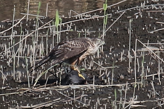 ★オカヨシガモもやってきました・・・先週末の鳥類園（2019.11.9～10）_e0046474_00485488.jpg