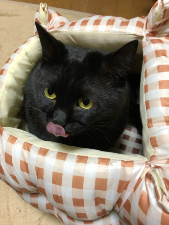 おさがり猫ベッド_e0355177_22134453.jpg