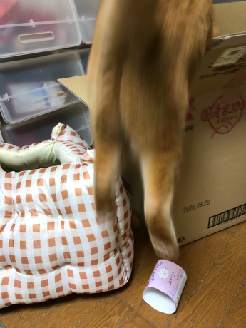 おさがり猫ベッド_e0355177_22153984.jpg