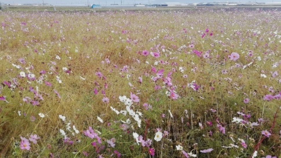 岐阜県美濃～滋賀県草津　5日目_c0212083_18391435.jpg