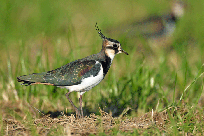 田んぼの鳥さん 田鳧 風のむろさん 自然の詩