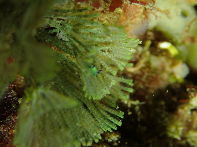 e0115199_18465212.jpg