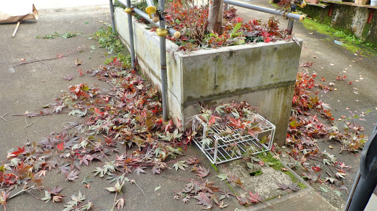 兼業農家の冬準備は庭木の剪定から・・・③_c0336902_20495854.jpg