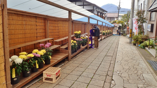菊まつりが閉会となりました_c0336902_21174586.jpg