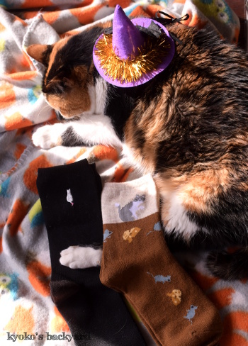 京都から届いたハロウィン&カレンダー便_b0253205_03363127.jpg