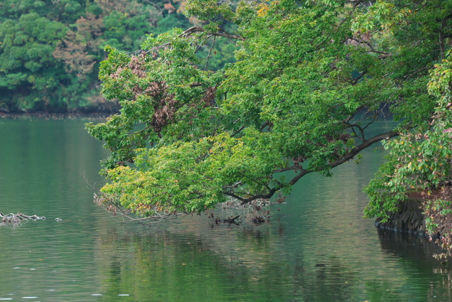 伊豆高原 一碧湖の秋の始まり_a0263109_19115710.jpg