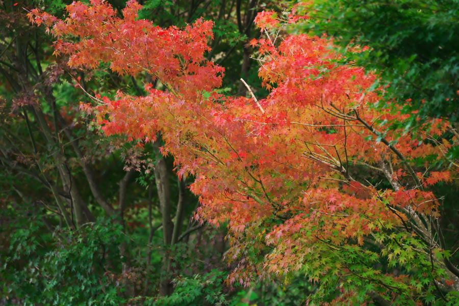 伊豆高原 一碧湖の秋の始まり_a0263109_19125408.jpg