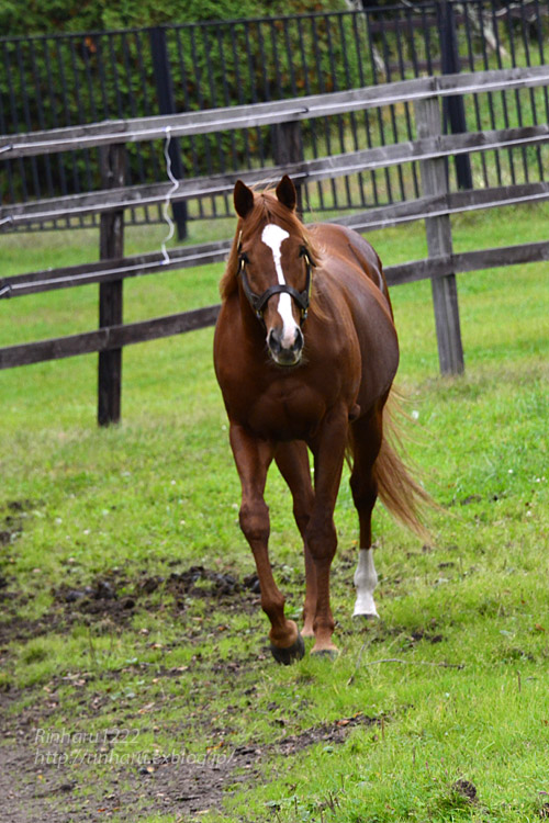 2019.10.12 社台スタリオンステーション☆オルフェーヴル【Orfevre】_f0250322_20119100.jpg