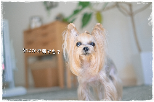 トリミングに行ってきました。_d0179828_18382705.png