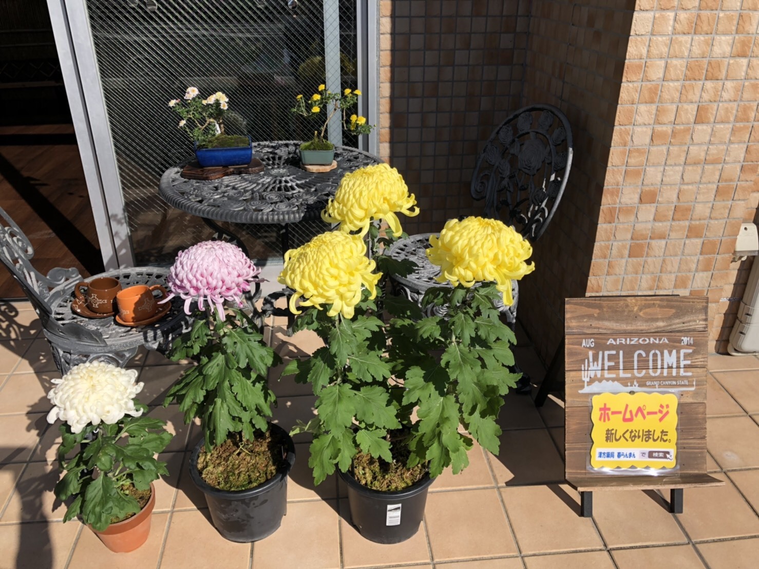 菊展覧会_b0328361_22064155.jpg