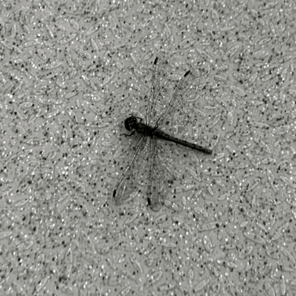 a0025778_17143298.jpg