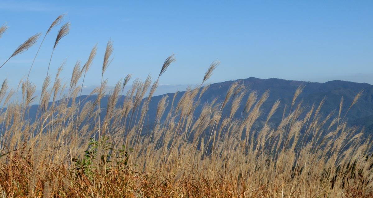 岩湧山のススキ_c0084879_12412540.jpg