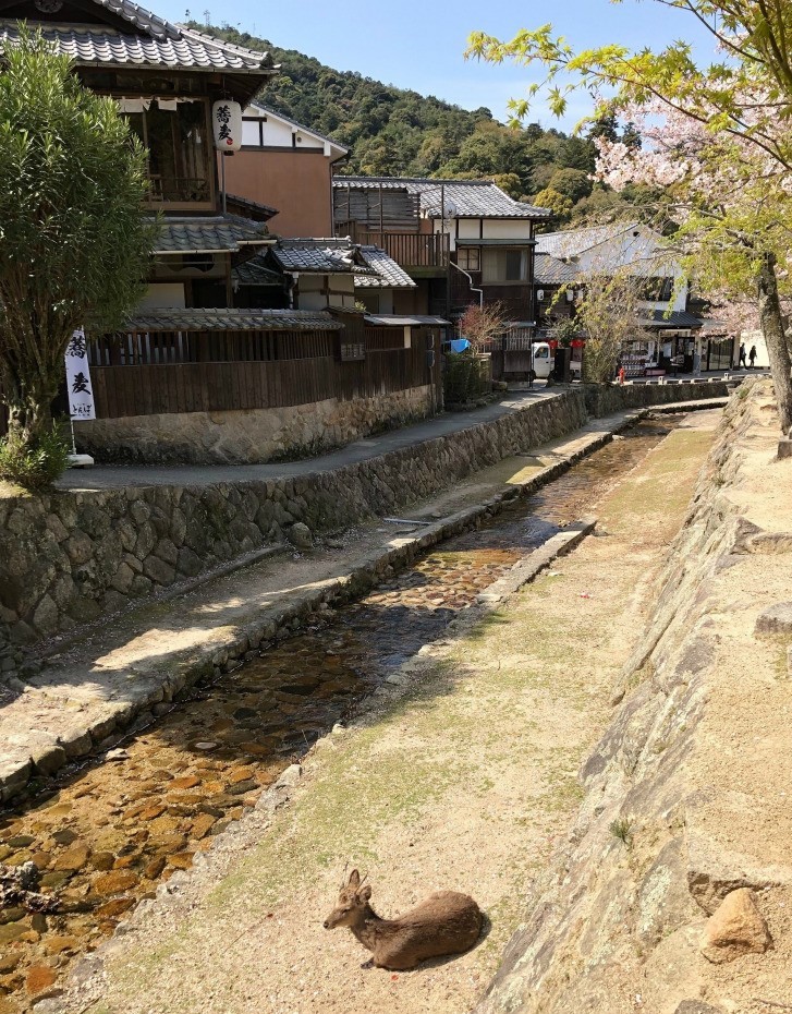 中年の日本帰郷Vol.28 人のおらん【 日本三景宮島】独り占め散策_e0034987_10441166.jpg