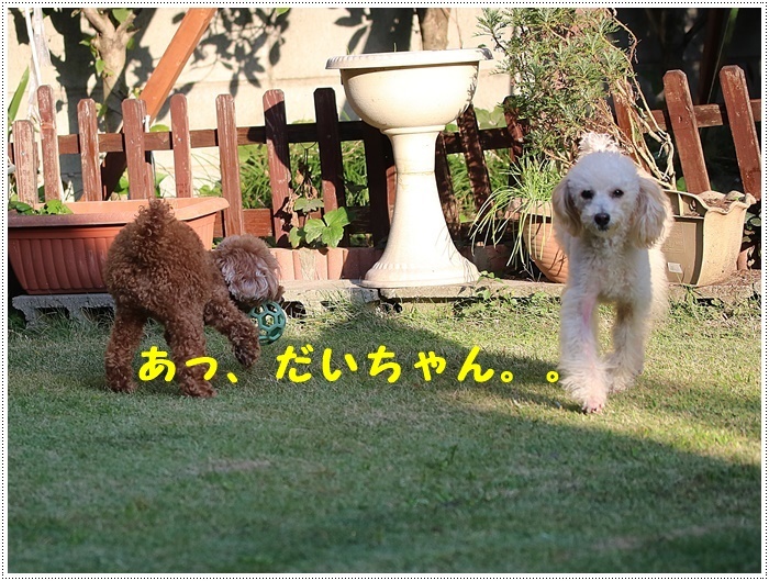 火曜日は、さくらと大は長い時間のお留守番だけど、その分夕方はたくさん遊ぶよ~\(>∀<)/_b0175688_20165230.jpg