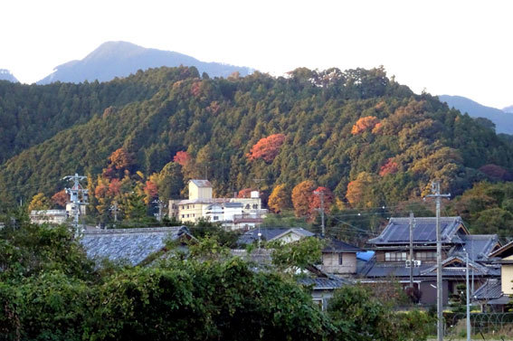 夕日に映える里山紅葉_b0145296_19150744.jpg