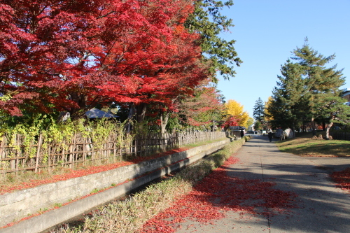 松が岬公園の紅葉・黄葉　２０１９．１１．１３朝_c0075701_09233655.jpg