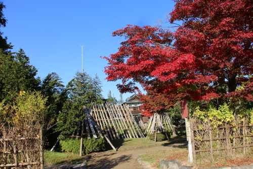 松が岬公園の紅葉・黄葉　２０１９．１１．１３朝_c0075701_09234173.jpg