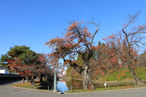松が岬公園の紅葉・黄葉　２０１９．１１．１３朝_c0075701_09235884.jpg