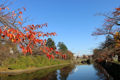 松が岬公園の紅葉・黄葉　２０１９．１１．１３朝_c0075701_09240322.jpg