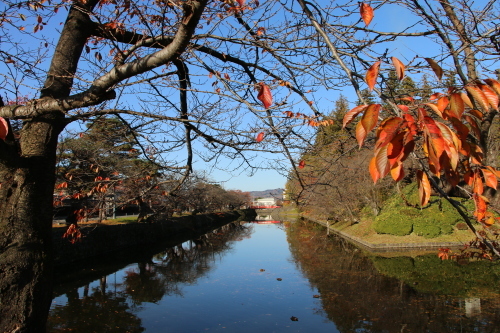 松が岬公園の紅葉・黄葉　２０１９．１１．１３朝_c0075701_09241286.jpg