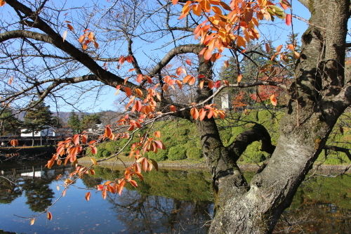 松が岬公園の紅葉・黄葉　２０１９．１１．１３朝_c0075701_09242141.jpg