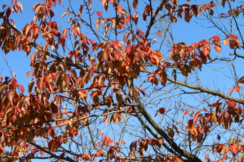 松が岬公園の紅葉・黄葉　２０１９．１１．１３朝_c0075701_09253893.jpg