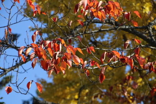 松が岬公園の紅葉・黄葉　２０１９．１１．１３朝_c0075701_09255186.jpg
