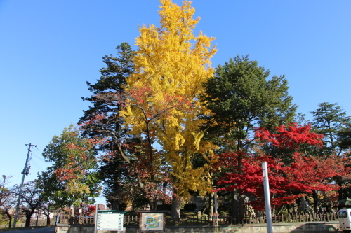 松が岬公園の紅葉・黄葉　２０１９．１１．１３朝_c0075701_09261436.jpg