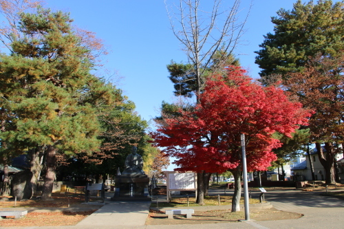 松が岬公園の紅葉・黄葉　２０１９．１１．１３朝_c0075701_09263178.jpg