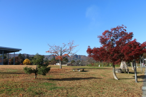 松が岬公園の紅葉・黄葉　２０１９．１１．１３朝_c0075701_09264396.jpg