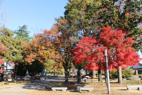 松が岬公園の紅葉・黄葉　２０１９．１１．１３朝_c0075701_09264771.jpg